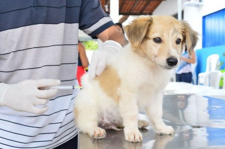 Osvaldo Cruz inicia ação de vacinação de cães e gatos contra a raiva na Zona Rural do município