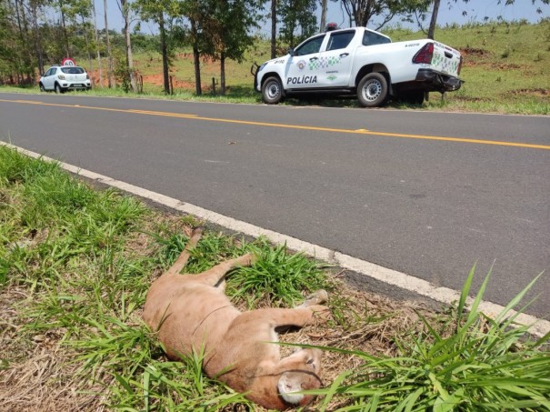 Ona-parda  atropelada na Rodovia Vereador Jos Molina em lvares Machado