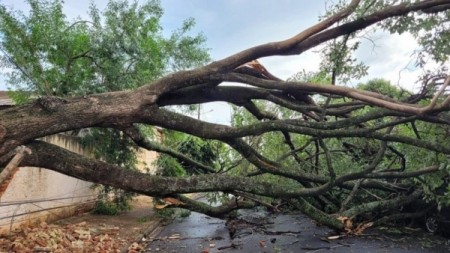 Temporal rápido causa estragos em Lucélia