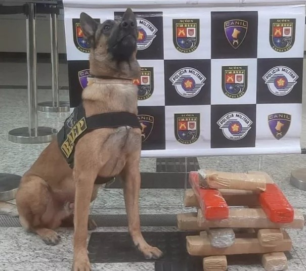 Durante vistoria em nibus, co de faro indica presena de droga em bagagem e PM apreende 10,5 kg de maconha