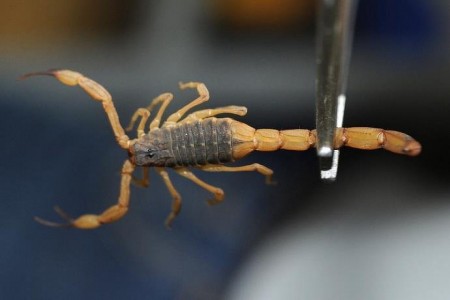 Garoto de 7 anos é picado por escorpião em propriedade na Zona Rural de Osvaldo Cruz