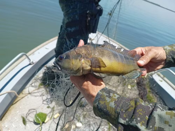 Polícia Ambiental apreende 1.750 metros de redes de pesca armadas irregularmente durante a piracema no Rio Paraná