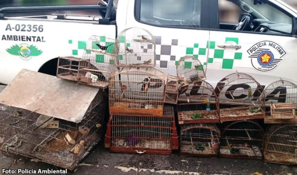 Idoso é multado em r$ 15,5 mil por manter 31 aves silvestres em cativeiro, em Osvaldo Cruz