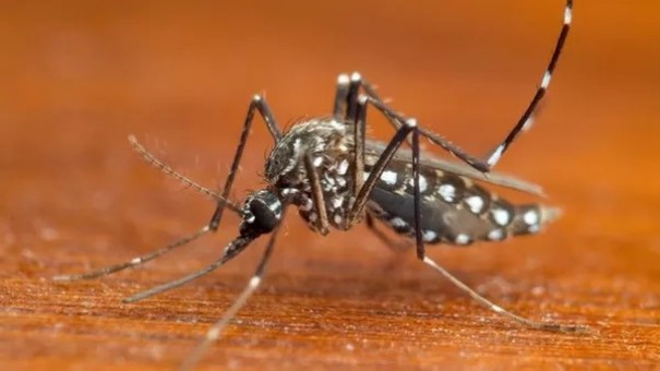 Adamantina confirma trs mortes por dengue na cidade