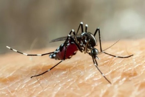 Secretaria da Sade do Estado confirma circulao do sorotipo 2 da dengue em Presidente Prudente, considerado mais virulento