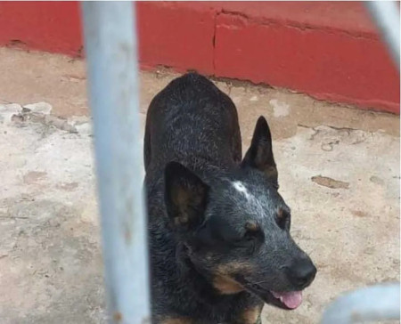 Vizinho furta cachorro avaliado em R$ 2 mil, muda de cidade com o animal e, depois de dois meses, Ã© descoberto pela polÃ­cia