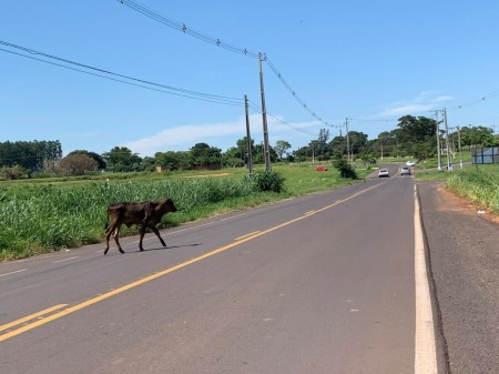 Você Repórter: Motorista denuncia animais soltos na Vicinal que liga Osvaldo Cruz a Salmourão