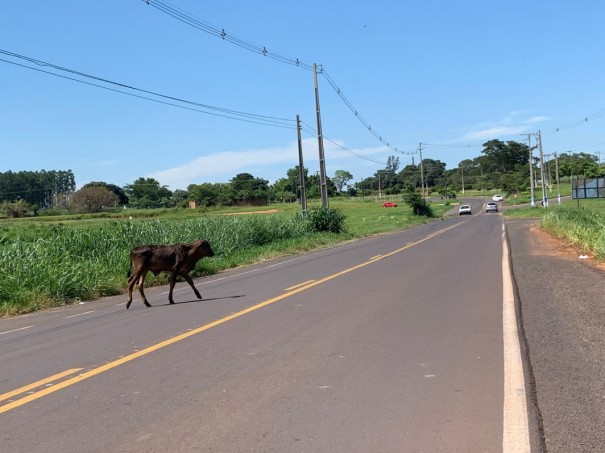 Voc Reprter: Motorista denuncia animais soltos na Vicinal que liga Osvaldo Cruz a Salmouro