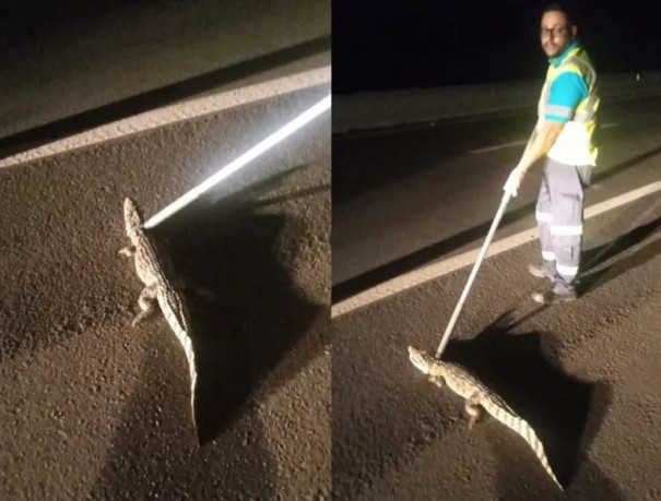 Dois jacars so capturados em menos de 4 horas em Flrida Paulista