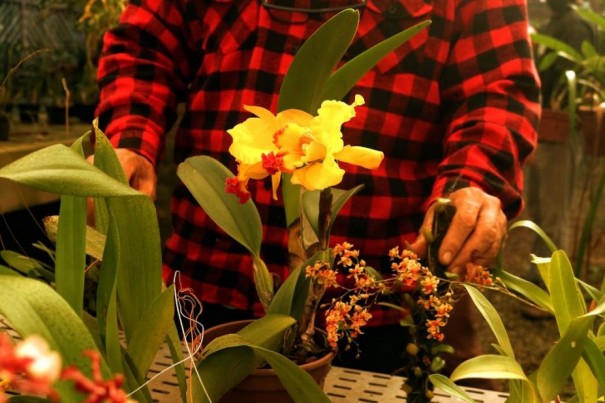 Secretaria de Agricultura e Meio Ambiente de OC, Aproc e Senar promovem curso de cultivo de orqudeas e de rosas