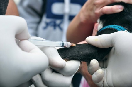 Vigilância Epidemiológica de Osvaldo Cruz fará amanhã coleta de sangue de cães para exame da Leishmaniose