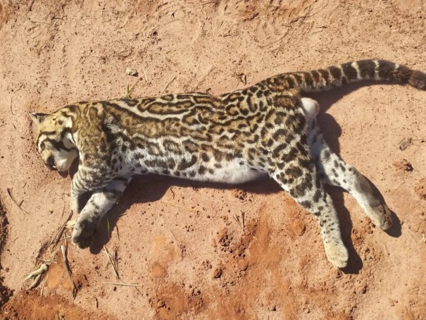 Ameaada de extino, jaguatirica morre atropelada na entrada do Balnerio Municipal de Martinpolis