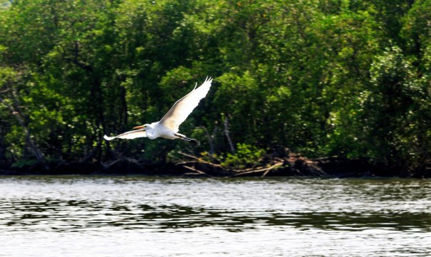 Gripe aviria: Esprito Santo probe turistas em ilhas de Vitria