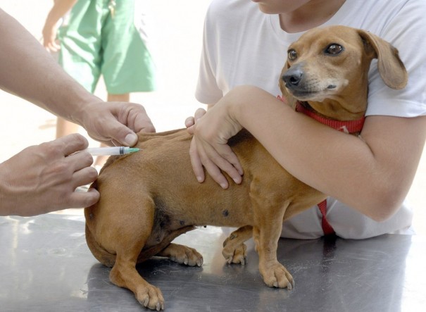 Vigilncia Epidemiolgica marca outra etapa da vacinao contra raiva em Osvaldo Cruz