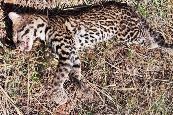 Ameaada de extino, jaguatirica jovem morre vtima de atropelamento em rodovia, em Caiabu