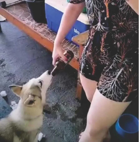 Mulher posta vÃ­deo dando cerveja a cachorro e leva multa de R$ 3 mil por maus-tratos, em Presidente Prudente; este Ã© o segundo caso em menos de uma 