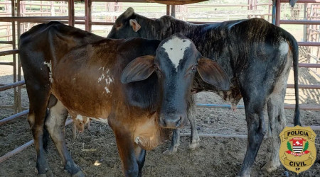 InvestigaÃ§Ãµes recuperam gado que havia sido furtado de propriedade rural em Adamantina