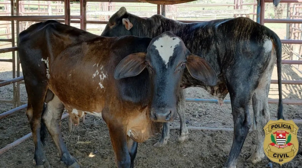 Investigações recuperam gado que havia sido furtado de propriedade rural em Adamantina