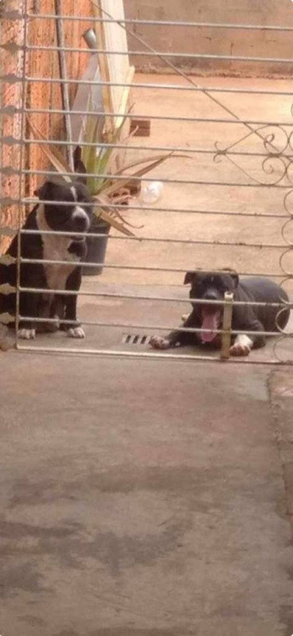 Dois cães foram recolhidos pelo Corpo de Bombeiros após invadirem o quintal de uma casa em OC