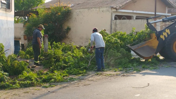 Chuva com ventos de mais de 60 km/h destelha casas e derruba árvores, em Dracena