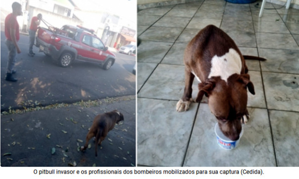 Solto na rua em Adamantina, pitbull invade casa e ataca cães da residência, ferindo os animais