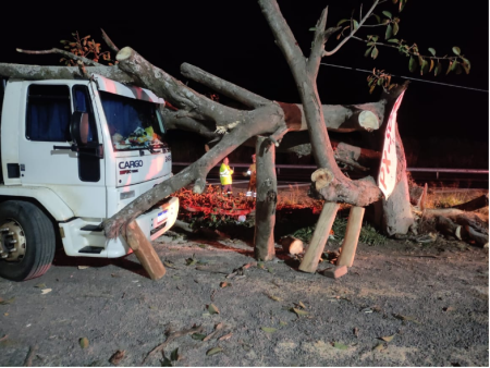 Corpo de Bombeiros de Osvaldo Cruz atende ocorrÃªncia de queda de Ã¡rvore em veÃ­culo na SP-425