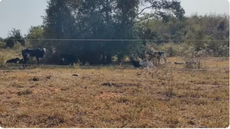 PolÃ­cia Ambiental multa sitiantes em mais de R$ 57 mil por degradaÃ§Ãµes ambientais em EmilianÃ³polis 