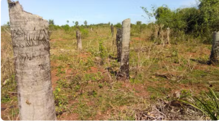 Sitiante Ã© multada em R$ 37,8 mil por cortar 126 Ã¡rvores nativas em Teodoro Sampaio