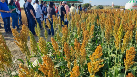 Na APTA em Adamantina, dia de campo apresenta culturas de inverno para a Alta Paulista