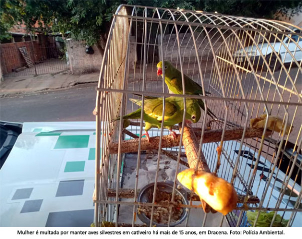 Com aves silvestres em cativeiro há mais de 15 anos, mulher é multada e responderá criminalmente em Dracena 