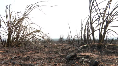 IncÃªndios param de avanÃ§ar, mas SP segue sob alerta para novos focos e lida com prejuÃ­zos deixados pelo fogo