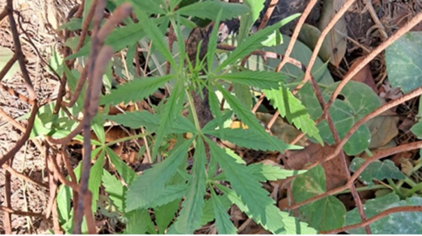 Homem é preso por tráfico de drogas e cultivo de maconha, em Flórida Paulista