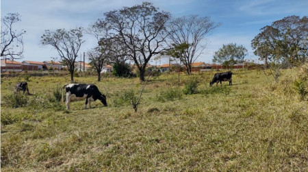 Homem Ã© multado em R$ 3,4 mil por utilizar Ã¡rea de reflorestamento para postoreio de bovinos em CaiuÃ¡