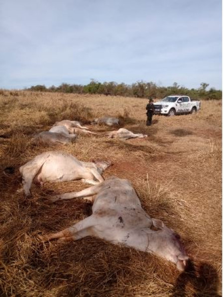 Fazendeiro de Dracena Ã© multado em mais de r$ 100 mil por maus tratos a bovinos e pastoreio em Ã¡rea de maciÃ§o florestal