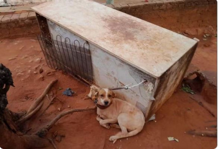 Mulher Ã© multada em R$ 3 mil por maus-tratos a cachorro no interior de SP