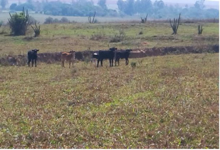 Assentado Ã© autuado em R$ 8 mil por utilizar Ã¡rea de reserva para pastoreio de bovinos em Mirante do Paranapanema