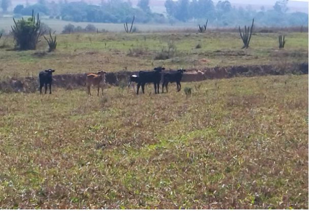 Assentado é autuado em R$ 8 mil por utilizar área de reserva para pastoreio de bovinos em Mirante do Paranapanema