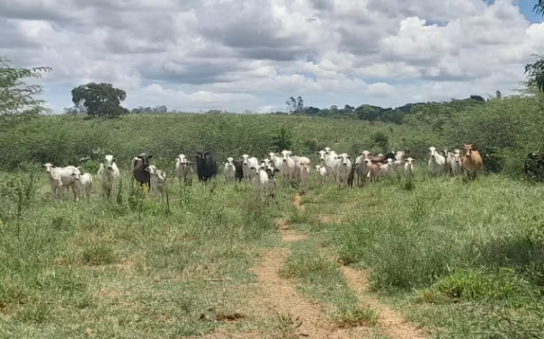 Fazenda é multada em R$ 17,3 mil por pastoreio de gado em Área de Preservação Permanente, em Presidente Prudente