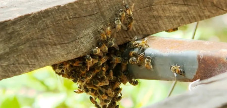 Ataque de abelhas em RinÃ³polis mata uma pessoa e deixa outra gravemente ferida