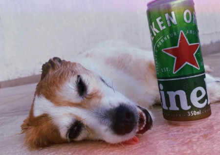 Jovem Ã© multada por dar bebida alcoÃ³lica a cachorro e publicar a aÃ§Ã£o nas redes sociais, em Presidente EpitÃ¡cio