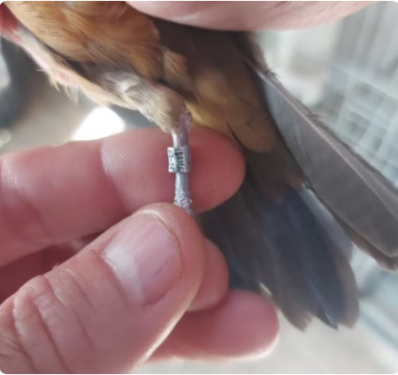 Idoso recebe multa de R$ 3 mil por manter aves em cativeiro com anilhas irregulares no Jardim Estoril