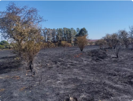 Sitiante recebe multa de R$ 8,5 mil por atear fogo em quatro hectares de vegetaÃ§Ã£o, em Rosana