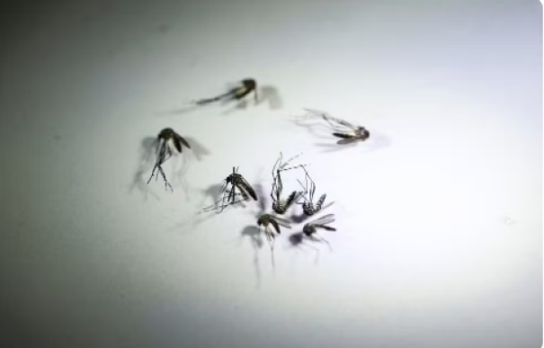 Presidente Prudente confirma 1ª morte causada pela dengue neste ano; vítima foi um homem de 76 anos