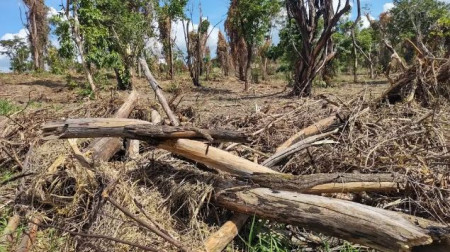 Homem destrÃ³i dois hectares de vegetaÃ§Ã£o ativa e leva multa de quase R$ 12 mil, em Presidente Prudente