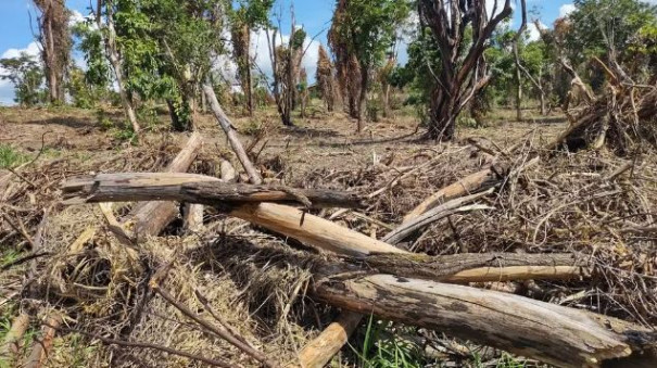 Homem destrói dois hectares de vegetação ativa e leva multa de quase R$ 12 mil, em Presidente Prudente