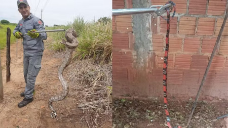 Bombeiros sÃ£o chamados para capturar cobras em TupÃ£