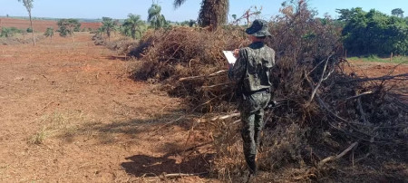 Fazendeiro destrÃ³i 3,5 hectares de vegetaÃ§Ã£o nativa e recebe multa de R$ 19,5 mil, em MarabÃ¡ Paulista