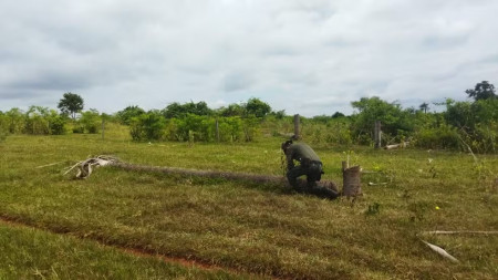 Sitiante leva multa de R$ 23,4 mil pela derrubada de 78 Ã¡rvores macaÃºbas nativas em lote de assentamento rural