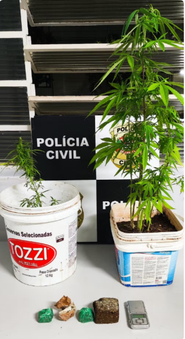 Polícia é acionada para atender desentendimento entre casal e prende homem com pés de maconha, em Presidente Prudente