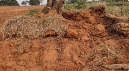 ProprietÃ¡rio rural Ã© autuado em mais de R$ 10 mil por derrubada de 35 Ã¡rvores e de vegetaÃ§Ã£o nativa em MartinÃ³polis